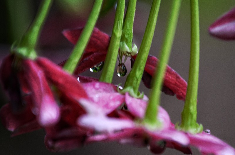 一颗雨滴悬挂在锦荆花上。