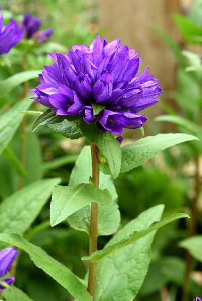 Campanula glomerata。