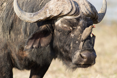 水牛与oxpecker