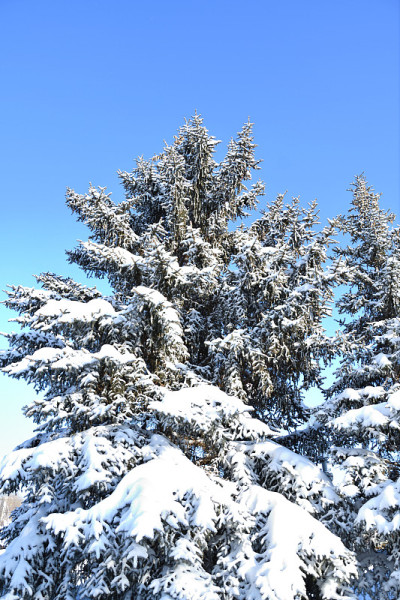 树在冬天的雪