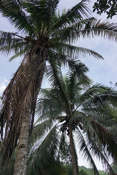 椰子树