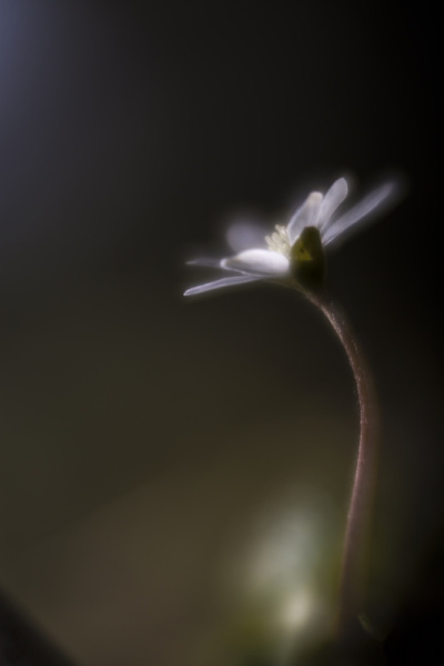 花的背景