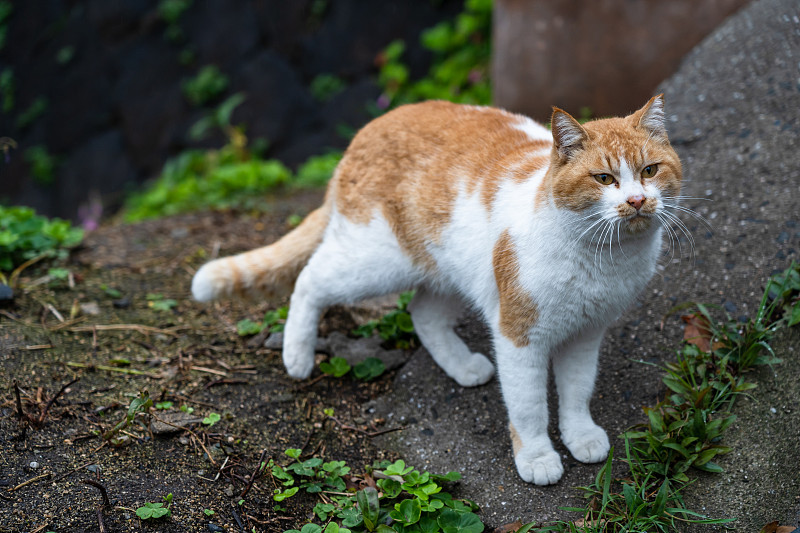 可爱的野猫