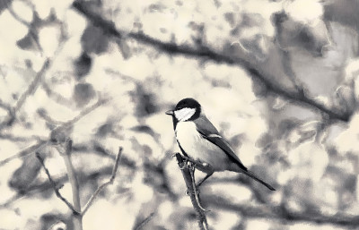 十月，山雀在树枝上