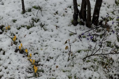 美丽的春花在雪后的花园里黄番红花