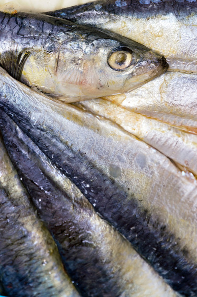 新马suri