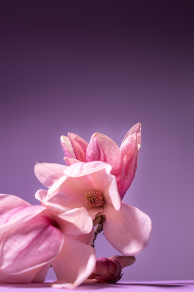 粉红色木兰的花枝，背景为淡紫色