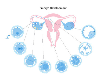 Human fertility
