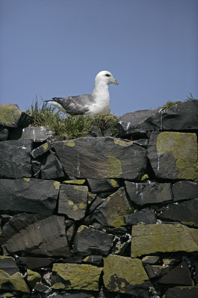 管鼻藿,Fulmarus glacialis
