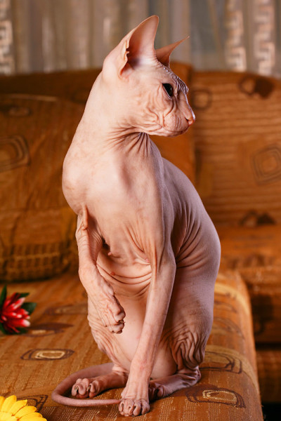 Sphynx小猫