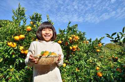 日本女孩摘橘子