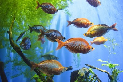 水族馆中的热带淡水鱼墨西哥脂鲤。