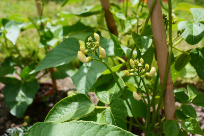 韦豆植物的白色花蕾