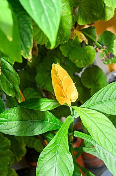 黄豆、棒棒糖植物或金虾植物