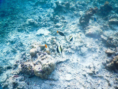 浮游生物及热带鱼