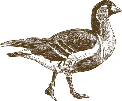红胸鹅雕刻插图