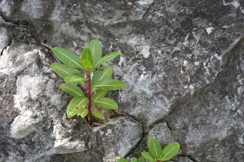 Catharanthus植物