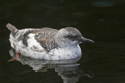 近距离观察鸽子Guillimot, Cepphus columba