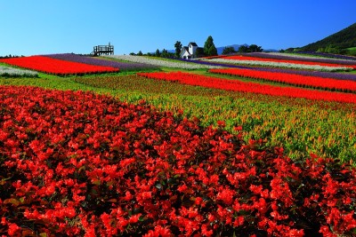 蓝天和花海