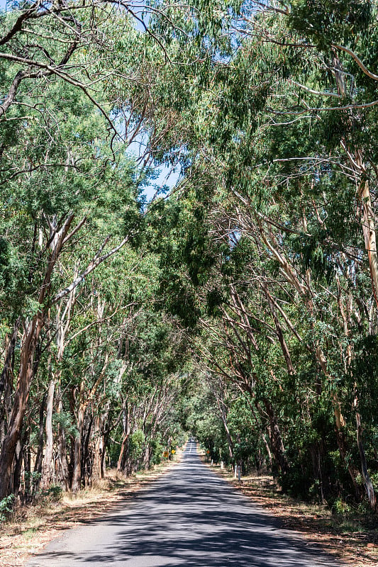 澳大利亚维多利亚州一条两旁种着桉树的道路