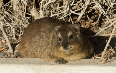裙子dassie