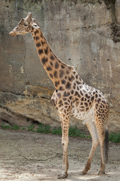 科尔多凡长颈鹿(长颈鹿camelopardalis antiquorum)