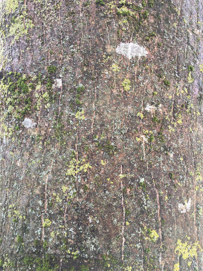 普通核桃树在2018年5月下旬开花