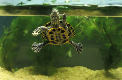 红耳龟，气管线虫，成年水族馆