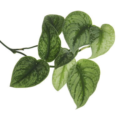 碧桃叶，锦缎植物，奇异的叶子孤立在白色的背景，与修剪路径