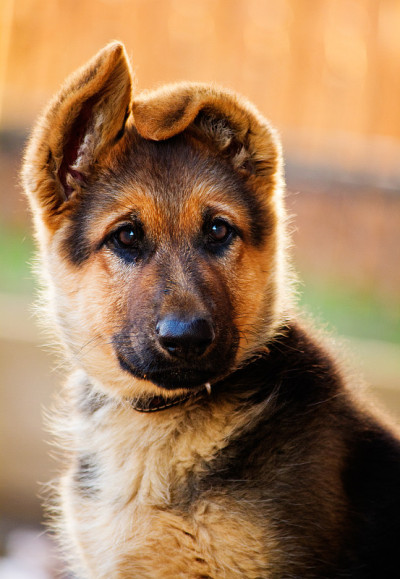 德国牧羊犬幼崽