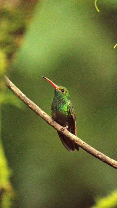 Rufous-tailed蜂鸟