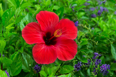 芙蓉