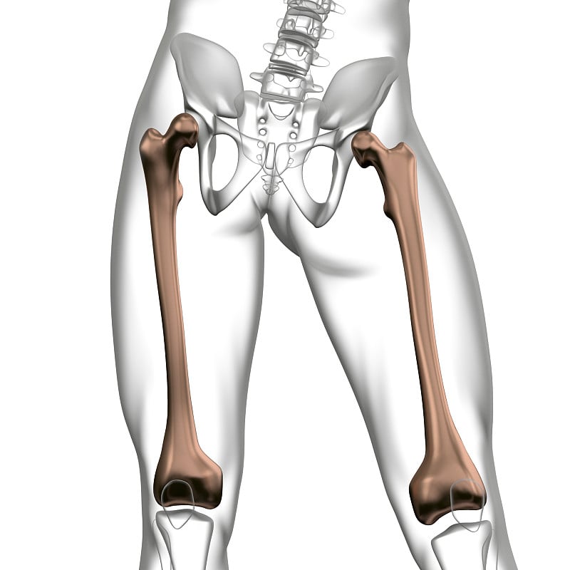 股骨的3D渲染医学插图