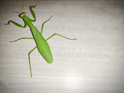 蝗虫特写