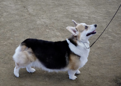 彭布罗克威尔士科基犬