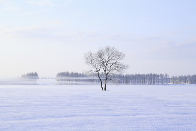雪树