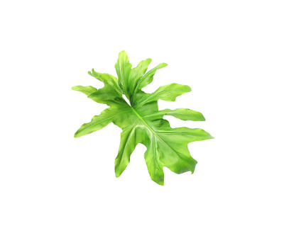 热带怪物棕榈叶树的背景