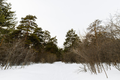冬天的森林景观。冬天森林里的雪道。