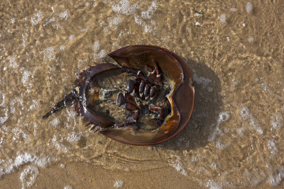 海滩上的蟹壳