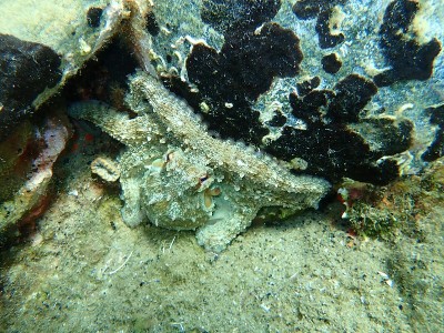 爱琴海海底常见的章鱼
