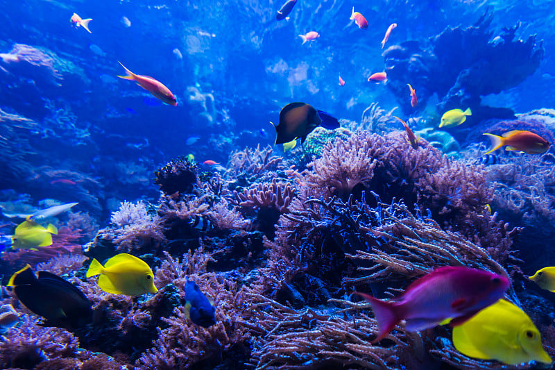 热带鱼相遇在蓝色珊瑚礁海水水族馆