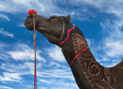 Camel on blue sky background in Rajasthan, India