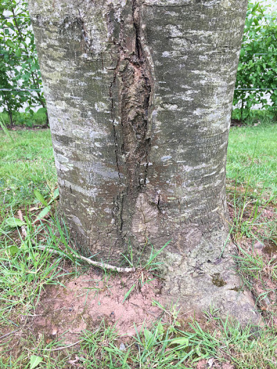 白蜡(Fraxinus excelsior)树- 2018年5月