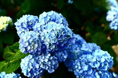 绣球花在雨季闪闪发光(日语翻译:绣球花只在雨季发光)