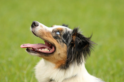澳大利亚牧羊犬