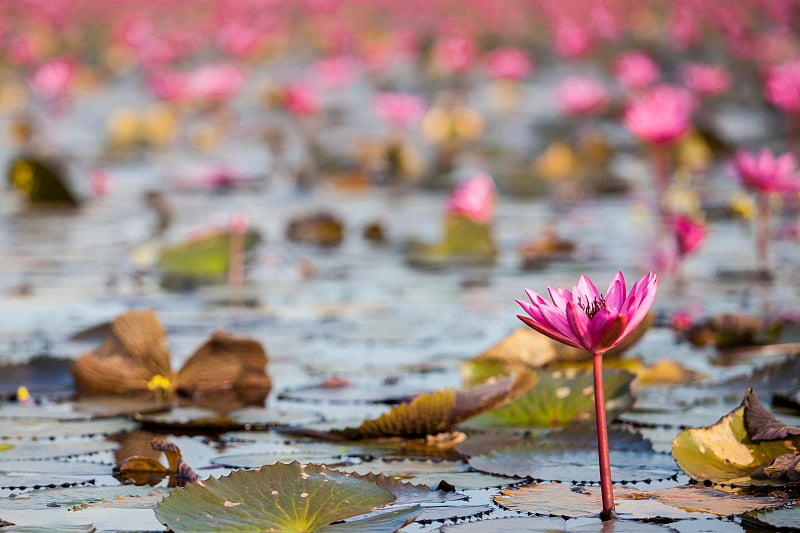 粉莲花湖(泰国红莲花海)