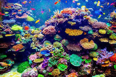 新加坡水族馆