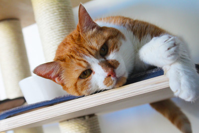 Cat taking a nap