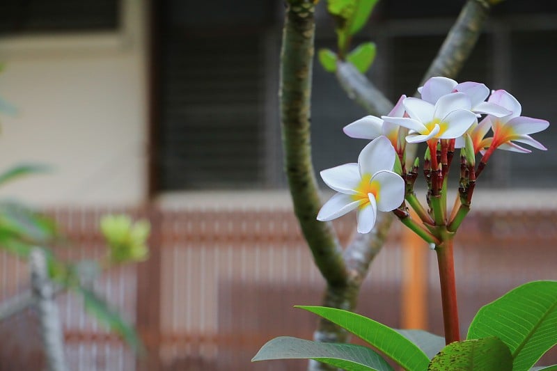 鸡蛋花花沙漠玫瑰白花上树，精挑细选(学名，夹竹桃科，鸡蛋花，宝塔，寺院)