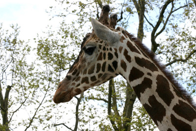 长颈鹿(Giraffa鹿豹座)